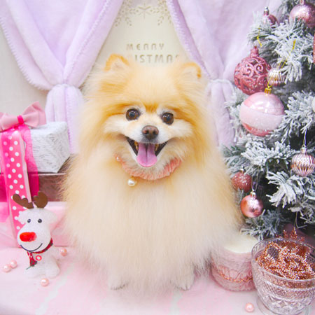 【池下店】2020年11月27日のワンちゃん達♪