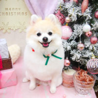 【池下店】2020年11月28日のワンちゃん達♪