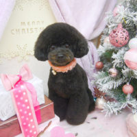 【池下店】2020年11月30日のワンちゃん達♪