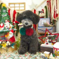 【本店】2020年12月3日のワンちゃん達♪