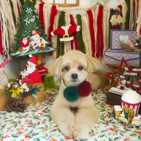 【本店】2020年12月4日のワンちゃん達♪