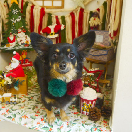 【本店】2020年12月5日のワンちゃん達♪