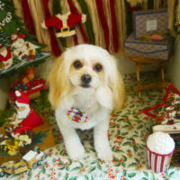 【本店】2020年12月6日のワンちゃん達♪