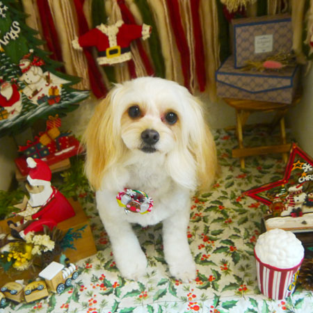 【本店】2020年12月6日のワンちゃん達♪