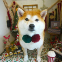 【本店】2020年12月7日のワンちゃん達♪　