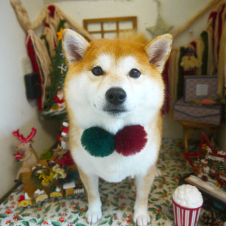 【本店】2020年12月7日のワンちゃん達♪　