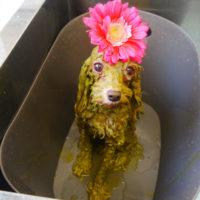 【本店】2020年12月10日のワンちゃん達♪