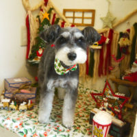 【本店】2020年12月11日のワンちゃん達♪