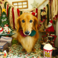 【本店】2020年12月12日のワンちゃん達♪