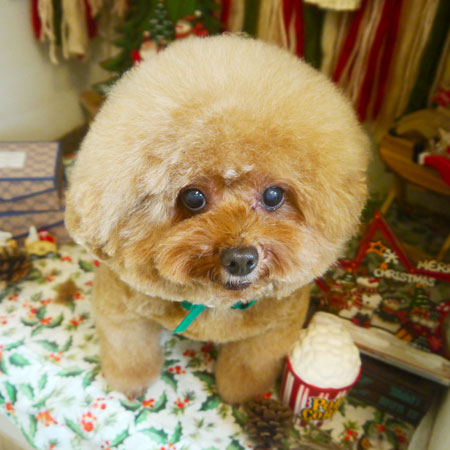 【本店】2020年12月13日のワンちゃん達♪