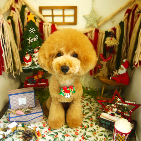 【本店】2020年12月14日のワンちゃん達♪