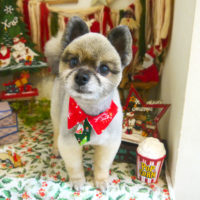 【本店】2020年12月17日のワンちゃん達♪