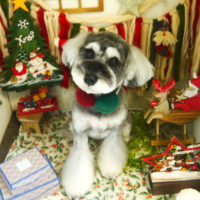 【本店】2020年12月18日のワンちゃん達♪