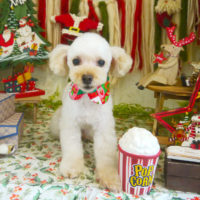 【本店】2020年12月19日のワンちゃん達♪