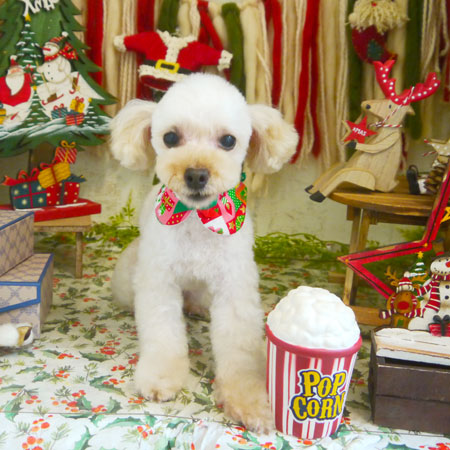 【本店】2020年12月19日のワンちゃん達♪