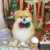 【本店】2020年12月20日のワンちゃん達♪