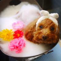 【本店】2020年12月21日のワンちゃん達♪