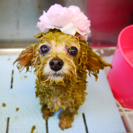 【本店】2020年12月23日のワンちゃん達♪