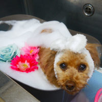 【本店】2020年12月24日のワンちゃん達♪