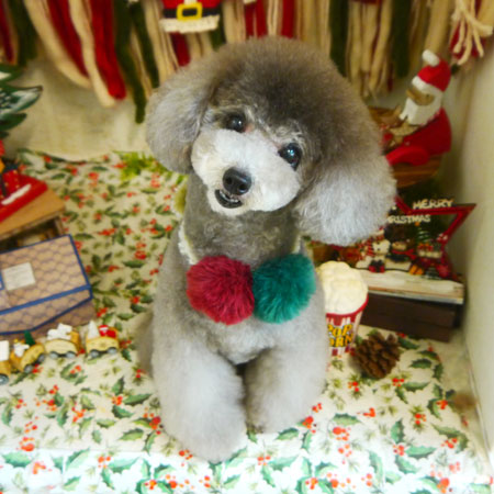 【本店】2020年12月25日のワンちゃん達♪