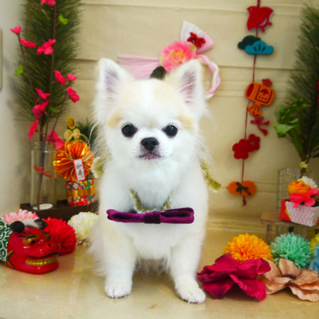 【本店】2020年12月26日のワンちゃん達♪