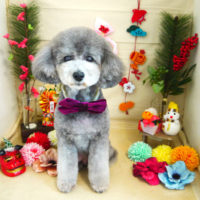 【本店】2020年12月27日のワンちゃん達♪　