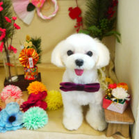 【本店】2020年12.月28日のワンちゃん達♪