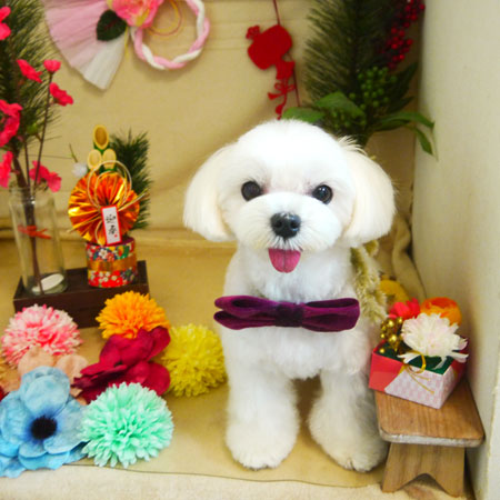 【本店】2020年12.月28日のワンちゃん達♪