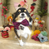 【本店】2020年12月30日のワンちゃん達♪