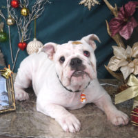 【山手店】2020年12月3日のワンちゃん達♪