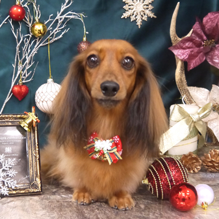 【山手店】2020年12月4日のワンちゃん達♪