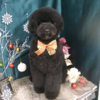 【山手店】2020年12月5日のワンちゃん達♪