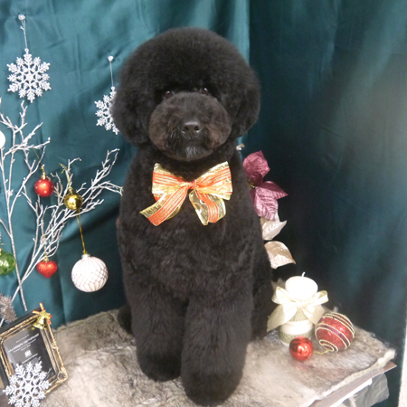 【山手店】2020年12月5日のワンちゃん達♪