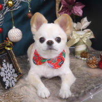 【山手店】2020年12月6日のワンちゃん達♪