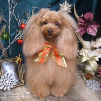 【山手店】2020年12月7日のワンちゃん達♪