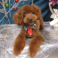 【山手店】2020年12月10日のワンちゃん達♪