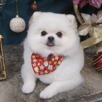 【山手店】2020年12月11日のワンちゃん達♪