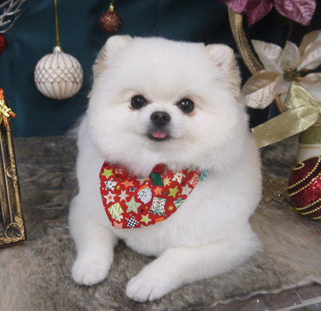 【山手店】2020年12月11日のワンちゃん達♪