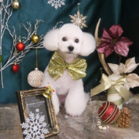 【山手店】2020年12月12日のワンちゃん達♪