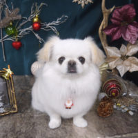 【山手店】2020年12月13日のワンちゃん達♪