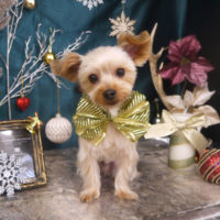 【山手店】2020年12月14日のワンちゃん達♪