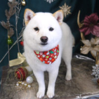 【山手店】2020年12月17日のワンちゃん達♪