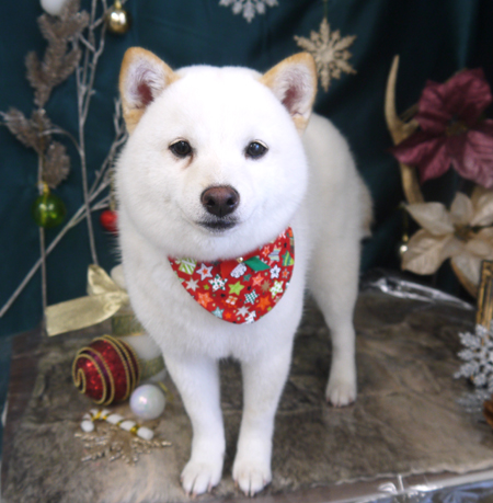 【山手店】2020年12月17日のワンちゃん達♪