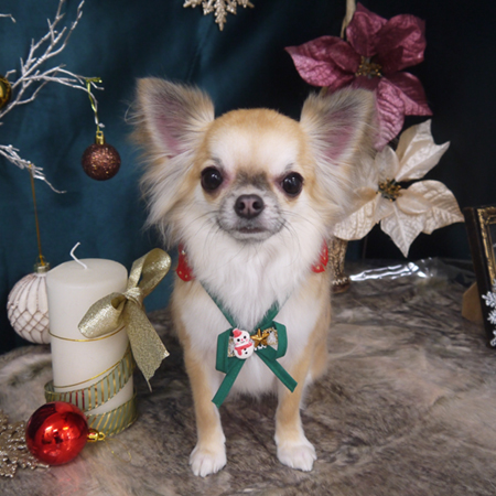 【山手店】2020年12月18日のワンちゃん達♪