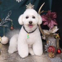 【山手店】2020年12月19日のワンちゃん達♪