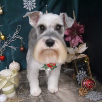 【山手店】2020年12月20日のワンちゃん達♪