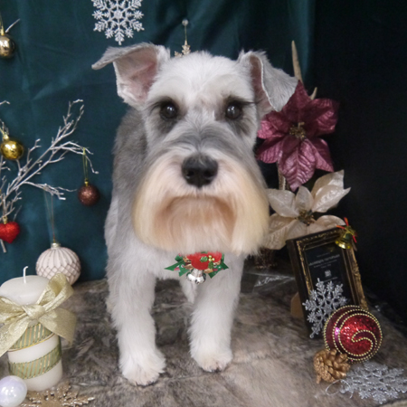 【山手店】2020年12月20日のワンちゃん達♪