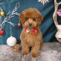 【山手店】2020年12月21日のワンちゃん達♪