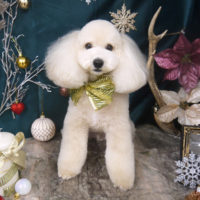 【山手店】2020年12月23日のワンちゃん達♪