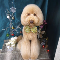 【山手店】2020年12月24日のワンちゃん達♪